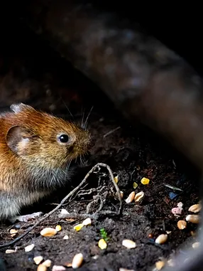 how to get rid of mice in the walls