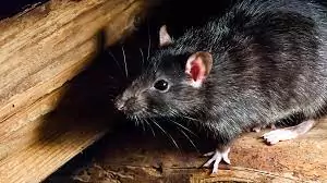 rodent control fort worth