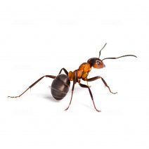 Fire ant-min